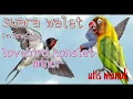 Download Lagu masteran lovebird konslet minor suara walet