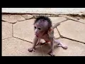 Download Lagu Little cute monkey 