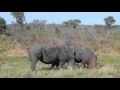 Rhinos mating at Sabi Sabi