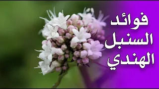 ما هي فوائد السنبل الهندي الناردين 
