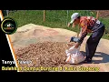 Download Lagu BOLEHKAH DOMBA BUNTING DAN MENYUSUI DI KASIH SINGKONG