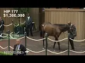 Hip 177 Gun Runner - Thoughtfully sells for 3 3 million at 2025 Keeneland September