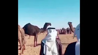 مقطع قديم عبدالله بن دغيثر يقول انه شاري ناقه من سهيل الشلاحي وشارط عليه انها ماتعرق في عبدان 