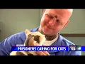 Inmates caring for cats in rehab program at Pendleton prison