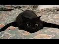 Download Lagu CATS: Crazy Antics and Unstoppable Chaos