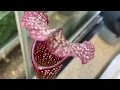 Fierce Flora US Botanic Garden exhibits carnivorous thorny plants NBC4 Washington