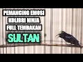 Download Lagu PANCINGAN BURUNG KOLIBRI NINJA GACOR MATERI ROLL TEMBAKAN PEDAS TAJAM NYARING 100% NYAUT