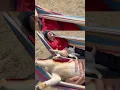 Download Lagu Can’t Move… She’s Too Cute🐕💤