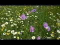 Download Lagu Chirping Crickets Sound Effect for Relaxing, Meditation | Crickets Daytime on Summer Day 3 Hours