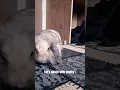 Download Lagu She is a good dancer 😌💃🏻 #shorts #bunny #challenge #rabbit #dance #viral