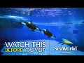 The Beginner s Guide to SeaWorld Orlando