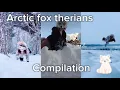 Arctic fox therians
