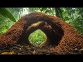 Download Lagu De Grootste Ingenieurs van de Natuur: 12 Dierenarchitecten Die Je Versteld Doen Staan
