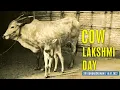Download Lagu Cow Lakshmi Day - 2022 - Sri Ramanasramam