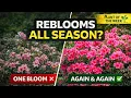 Encore Azaleas The ONLY Shrub That Rebloom All Season
