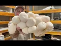 Download Lagu MOTHERLOAD of GIANT SNAKE EGGS  😱🥚