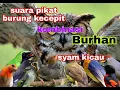 Download Lagu suara pikat burung kejepit