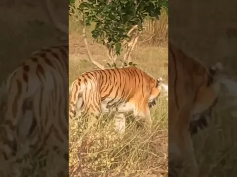 Tiger | forest | jungle safari | Zoological Park | Kota Rajasthan