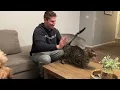 Spanking my cat again