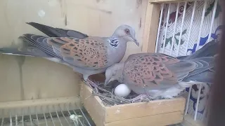 اليمام البري                       دندنها