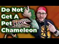 DO NOT GET A CHAMELEON Get One Of These Instead
