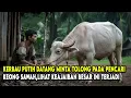 KISAH VIRAL !!TAK SENGAJA TOLONG KERBAU PUTIH INI, PEMUDA PENCARI KEONG TUTUT MENDAPAT KEAJAIBAN