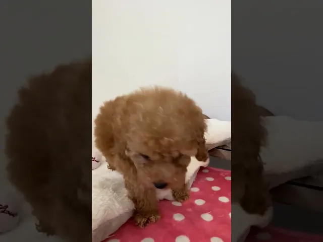 動画