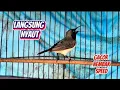 Download Lagu Sekali pancing langsung nyaut SOGON gacor isian pelatuk sampit