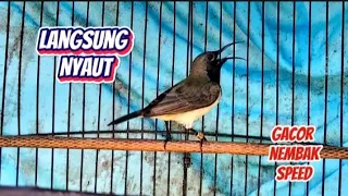 sekali pancing langsung nyaut sogon gacor isian pelatuk sampit