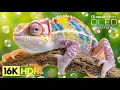 Lagu Beautiful Stress Relief Music + OLED HDR TEST | 16K HDR 120fps Dolby Vision