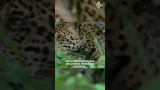 Sloths Can Survive Harpy Eagles and Jaguars Attack