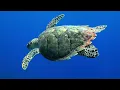 Underwater Ambience, Deep Relaxing Music, Sleeping Music, Meditation Music