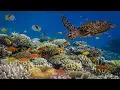 Download Lagu Underwater Ambience, Deep Relaxing Music, Sleeping Music, Meditation Music