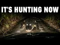 Alligators in Florida Have Started Doing Something They Never Did Before And It s Getting Worse