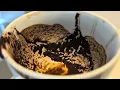 GEMINI WEEKLY COFFEE CUP READING 10 TO 16 AUGUST 2026
