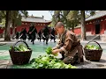 Lagu 功夫電影!給少林寺送青菜的鄉下少年竟是隱藏的功夫大師! 💥 #中国电视剧 #KungFu #Martial Arts Movies