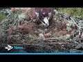 Download Lagu First osprey chick of season hatches at wildlife reserve