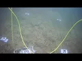 OBSEA CAM Crawler 2