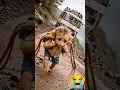 Lagu baby monkey rio Monkey Saved Entire Bus... This Will Make you shock #rio #ytshorts