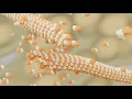 Microtubules Assembly Animation