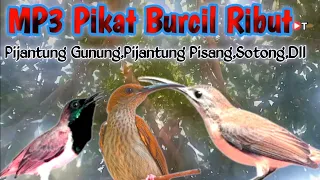 ini yg di mau pijantung pisang pijantung gunung sotong dll suara pikat 