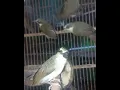 Download Lagu Burung opior paruh tebal jantan betina nya