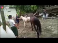 Lagu Proses perkawinan kuda