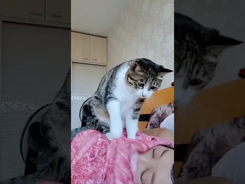 Strange Antics Alarm Cats!