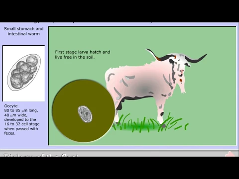 Download MP3 Life cycle of Trichostrongylus species (T. axei and T. colubriformis)