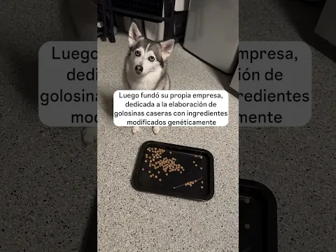 ¿Tu perrito es un GENIO? Sapphie demuestra su IQ  🐶🧠