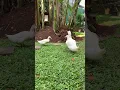 Download Lagu Bebek bebeku #duck #animals #cute