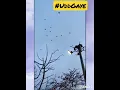 Download Lagu Udd gaye ।। Ritviz(Original) #uddgaye #eveningwalk #ritviz #sunset #birds #fly credit:- @Ritviz