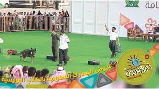 عروض الجمارك الحية بالكلاب البوليسية في  مهرجان ربيع بريدة    دندنها