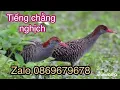 Download Lagu Tiếng chằng nghịch mới nhất dành cho ae đánh kinh tế cạnh tranh cho vụ mùa tháng 8 bao ăn chim